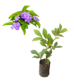 Yesterday Today and Tomorrow Flower plant. 