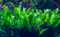 Java Fern/Large size/Aquarium live plants/Aqua scaping/Live plants. 