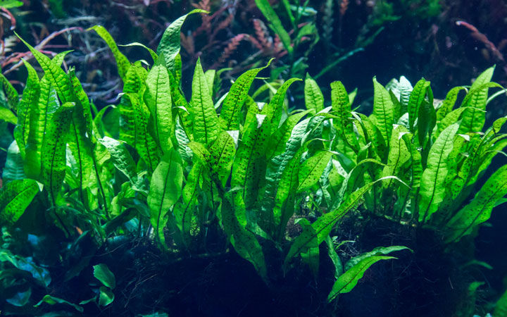 Java%20Fern/Large%20size/Aquarium%20live%20plants/Aqua%20scaping/Live%20plants%20-%20Image%2010
