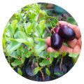Syzygium cumini fruit Plant (බද්ද බැංකොක් මාදම් පැල ) Maa dhan plant  Natural plant from SAPLING CLOUD  natural fruit plant. 