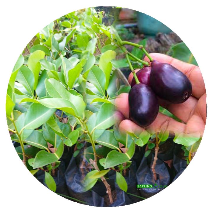Syzygium cumini fruit Plant (බද්ද බැංකොක් මාදම් පැල ) Maa dhan plant  Natural plant from SAPLING CLOUD  natural fruit plant