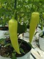 Capsicum MURIA 358 F1 Seeds, Malu Miris Home Gardening Agriculture. 