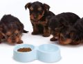 Small Double Bowls Cute Multi-Purpose Candy Colour Puppy Dog Rabbit Cat Food Bowl Pets Food Bowls Food Dish Pet Feeders Water Bowl Cat Bowl Feeder Travel Bowl Cat Plate Pet Plate Dispenser Pets Food Bowl Feeder Cat Dish Pet Dish Food Grade Plastic Cats. 