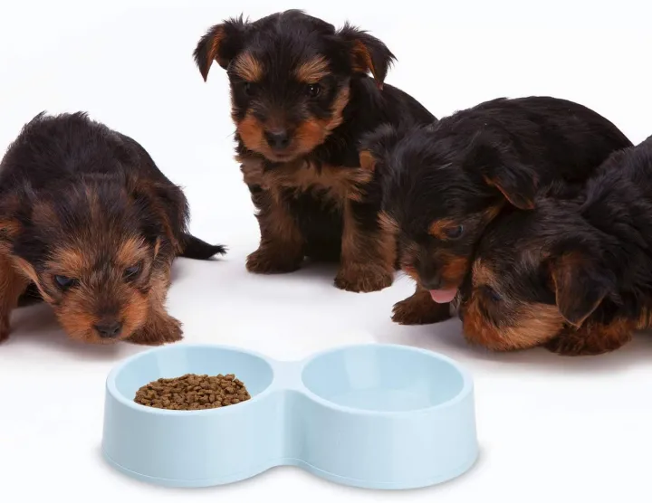 Small%20Double%20Bowls%20Cute%20Multi-Purpose%20Candy%20Colour%20Puppy%20Dog%20Rabbit%20Cat%20Food%20Bowl%20Pets%20Food%20Bowls%20Food%20Dish%20Pet%20Feeders%20Water%20Bowl%20Cat%20Bowl%20Feeder%20Travel%20Bowl%20Cat%20Plate%20Pet%20Plate%20Dispenser%20Pets%20Food%20Bowl%20Feeder%20Cat%20Dish%20Pet%20Dish%20Food%20Grade%20Plastic%20Cats%20-%20Image%205