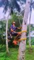 Coconut tree climbing tool (Tree rider). 