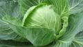 Gedi Gova/Cabbage Seeds For Home Garden. 