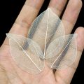 40pcs /Bag Multi-Color Natural Skeleton Leaf Dry Leaves Scrapbooking DIY Material Natural Magnolia Leaf Vein Student bookmark. 
