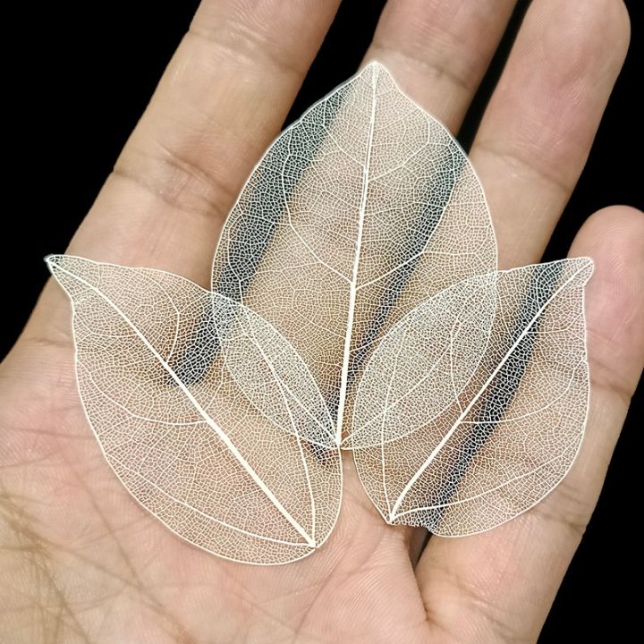 40pcs%20/Bag%20Multi-Color%20Natural%20Skeleton%20Leaf%20Dry%20Leaves%20Scrapbooking%20DIY%20Material%20Natural%20Magnolia%20Leaf%20Vein%20Student%20bookmark%20-%20Image%202