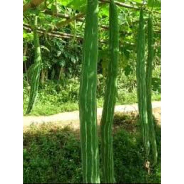 pathola%20bija,Snake%20gourd%20seeds%20-%20Image%203