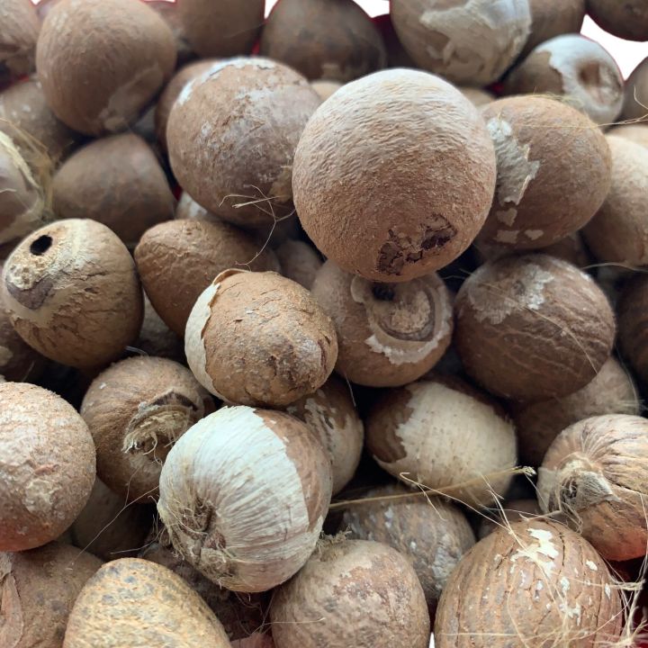 Betel%20Nut%20Areca%20Nut%20Whole%20(Karunka)%20Natural%20Sun%20Dried%20100g%20-%20Image%202