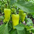 Capsicum CA8 Banana Pepper Malu Miris Beeja  50 Seeds Pack. 