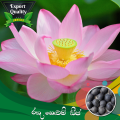 CeylonExpress - Export Quality Red Lotus Seed 10 PCs For Potted Planting Best Hybrid Bonsai Vegetable and Flower Seeds For Home Gardening. 