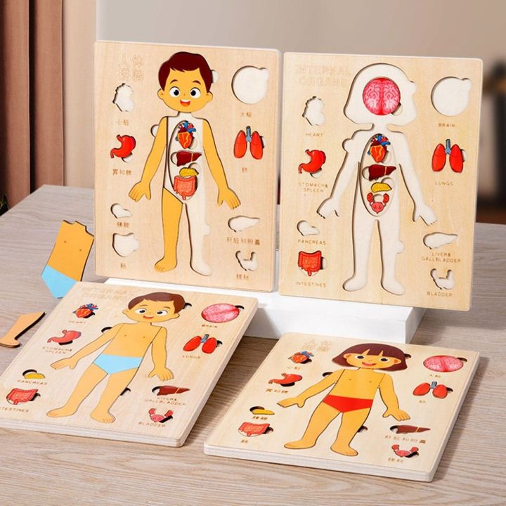 Kids Human Learning Toy Multi-Layer Wooden Human Body Puzzle Activities ...