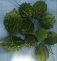 Batu Karawila Seeds For Home Garden. 