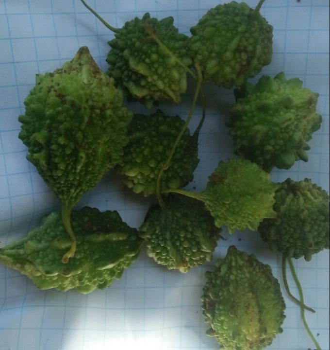 Batu%20Karawila%20Seeds%20For%20Home%20Garden%20-%20Image%206