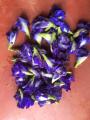 50 Dry Flowers,  Katarodu, Nil-Katarolu, Nilkatarodu, නිල් කටරොළු. Blue Butterfly Pea, Clitoria ternatea . Karuttappu. 