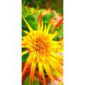 බාබන්ඩේසිය පැල,  Barbondasia plant Home garden mix flowers and mix color leaf twigs Home  plant. 
