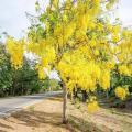 Ehela Plant ( golden Shower plant). 