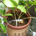 Labor-saving Greenhouse Garden Drip Irrigation Kit 4/7mm Hose Adjustable Potted Plant Watering Device with Regulating Valve 10/20/30M Watering Saving Micro Dripper Farmland Bonsai Flower Vegetable Greenhouse. 