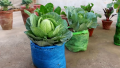 Cabbage F1 Hybrid Japan AS-39 Seeds 99% 1g Gedi Gowa Gardening Agriculture Onesh. 