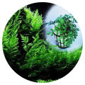 Mini Bolbitis Sapling Natural Aquarium Plant by Sapling Cloud | Unique Aquatic Decoration | Perfect for Freshwater Tanks | Low Maintenance & Hardy | Adds Lush Greenery to Aquascapes | Ideal for Fish Shelter | Safe for All Aquatic Life | Available on Daraz. 