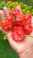 Scotch Bonnet Dark Green Chilli Nai Miris Nai Hot Pepper Chili නයි මිරිස් බීජ 10 Seeds Garden Agriculture. 