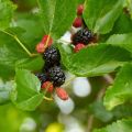 malberry plant/malberry/fruit plant/plants. 