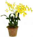 Kandian dance orchid plant small pot. 