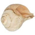 Sri Lankan Traditional Hakgediya Large size High tone හක්ගෙඩිය large sea mollusk shell and its trumpet sound can be heard at festivals and weddings and other auspicious occasions. 