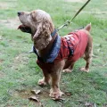 Cozy Waterproof Windproof Dog Vest Winter Coat - Fleece Lined Reflective Dog War M Cloting Cold Weather Dog Jacket for Small Dogs. 