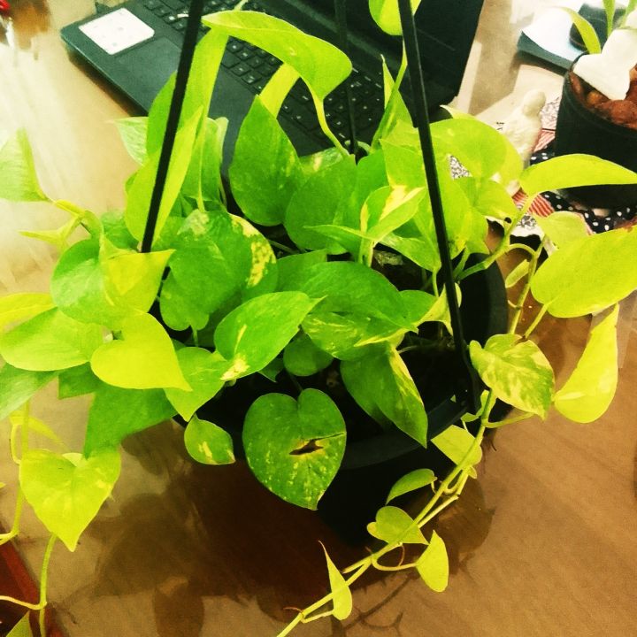 lucky%20plant%20/poths/big%20poths%20plant/%20plant%20-%20Image%203