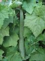 High Quality Naga F1 Hybrid Ridge Gourd Seeds වැටකොළු බීජ 10g / 100g. 