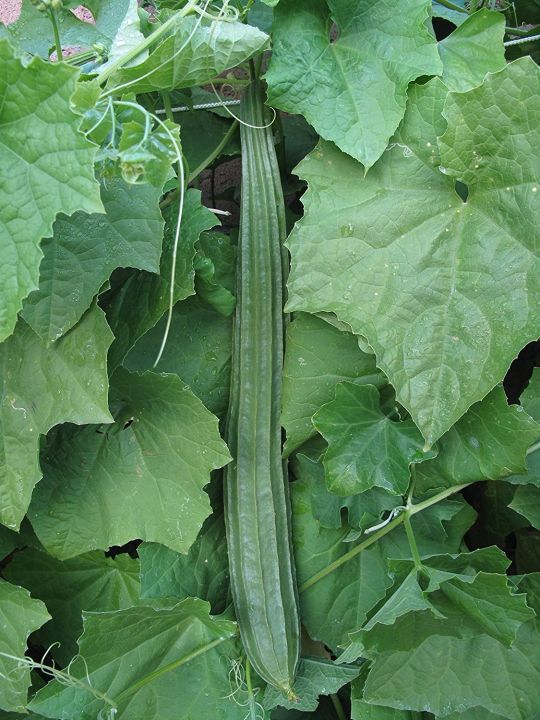 High%20Quality%20Naga%20F1%20Hybrid%20Ridge%20Gourd%20Seeds%20%E0%B7%80%E0%B7%90%E0%B6%A7%E0%B6%9A%E0%B7%9C%E0%B7%85%E0%B7%94%20%E0%B6%B6%E0%B7%93%E0%B6%A2%2010g%20/%20100g%20-%20Image%203