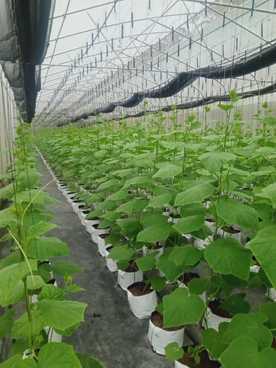 Hybrid%20F1%20Bona%20Fide%20Green%20Cucumber%20Seeds%20Home%20Garden%20Vegetable%20Plant%2010%20Seeds%20-%20Image%203