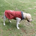 Cozy Waterproof Windproof Dog Vest Winter Coat - Fleece Lined Reflective Dog War M Cloting Cold Weather Dog Jacket for Small Dogs. 