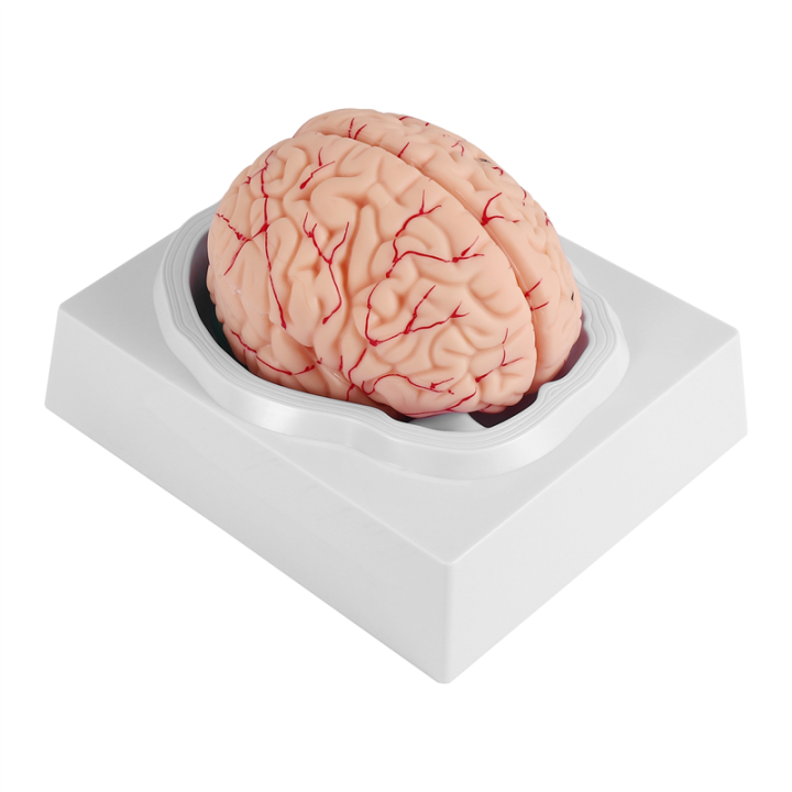 (VDZI) Human Brain,Life Size Human Brain Anatomy Model with Display ...