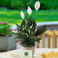 Peace Lilies - Live Plant, Indoor Plant. 