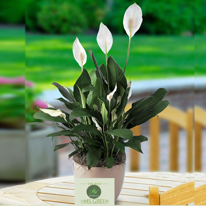 Peace%20Lilies%20-%20Live%20Plant,%20Indoor%20Plant%20-%20Image%205