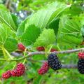 malberry plant/malberry/fruit plant/plants. 