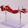 Model of Human Muscle Structure Lower Limb Leg Limb Muscle Upper Limbs Lower Limbs Leg Muscles B. 
