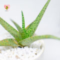 Cactalust - Aloe Microstigma- Natural Aloe Plant Gifts- Home Décor & Wellness. 
