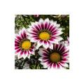 Gazania Flower Plants,Treasure Flower. 