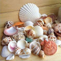 【Dream Sailing Store 】100g Mixed Mix Sea Shells Shell Seashells Home Nautical. 