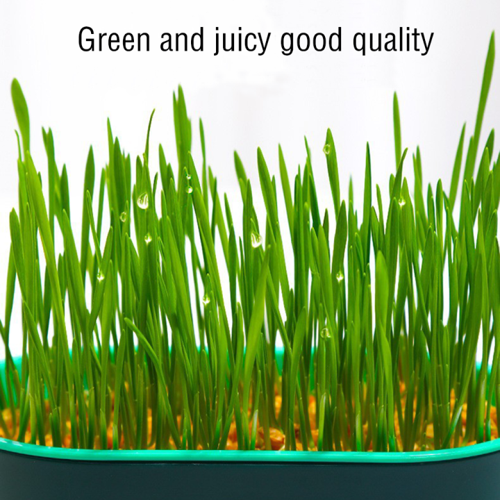 Cat%20Grass%20Cat%20Grass%20Box%20Set%20Pot%20Catgrass%20Planting%20Bowl%20Cat%20Cat%20Snack%20Cat%20Mint%20-%20Image%204