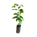 Cinnamon Plant. 