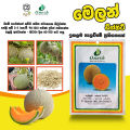 Melon Cantaloupe Dignity F1 Hybrid 10g Pack Home Gardening Agriculture. 