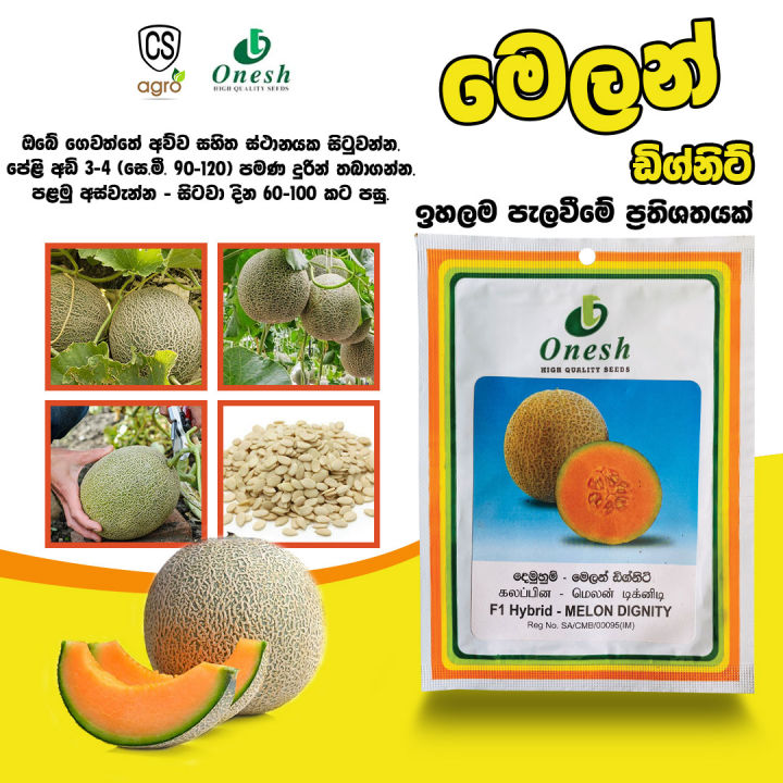 Melon Cantaloupe Dignity F1 Hybrid 10g Pack Home Gardening Agriculture