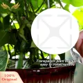 SuperRide 2 sizes: The climbing plant stem support is available in 2 sizes, including 15x15x0.3cm/5.91x5.91x0.12 inches and 10x10x0.3cm/3.94x3.94x0.12 inches. You can choose the appropriate size according to the actual situation of the plant.. 