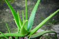Aloe Vera Plant. 