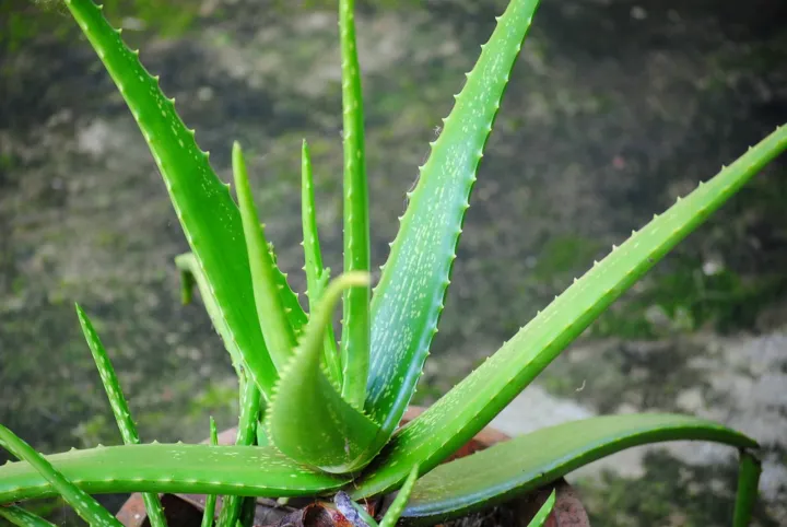 Aloe%20Vera%20Plant%20-%20Image%202